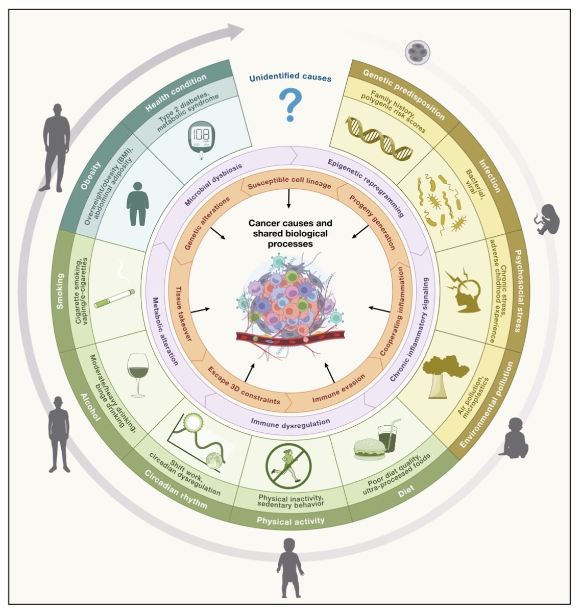 MarioBalsaMD's tweet photo. 🧬 Why are early-onset cancers rising? A timely @CellPressNews perspective on accelerating cancer-cause discovery
https://t.co/zZuiCvNDy5

💥 Rising incidence reported across 42 countries, with strong birth-cohort effects
🎯 Tighter integration of epidemiology + mechanistic biology
▪️ Proposes 3 frameworks: tissue ecosystems, dynamic biological risk & cancer preventability

So…are we looking for the causes of early-onset cancer with the right lens or are we still asking new questions with old epidemiology? 

@OncoAlert
@OncoReporte @myESMO @_SEOM