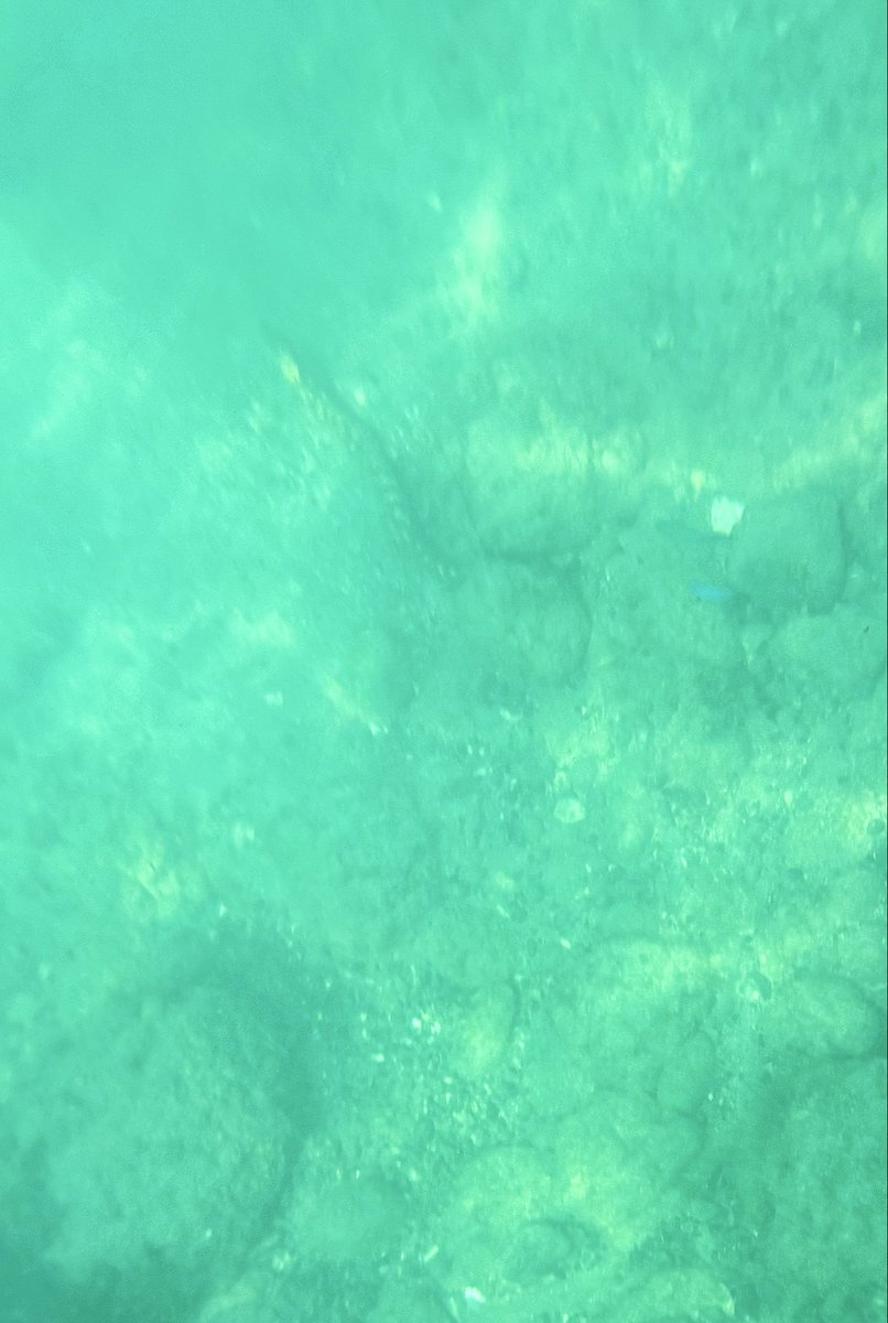 sho__owl's tweet photo. お盆は毎年恒例の西伊豆へ！
うつぼ、おじさんが居たり魚多くてやっぱり楽しい
民宿のご飯も最高！ https://t.co/cl46d8QaAt