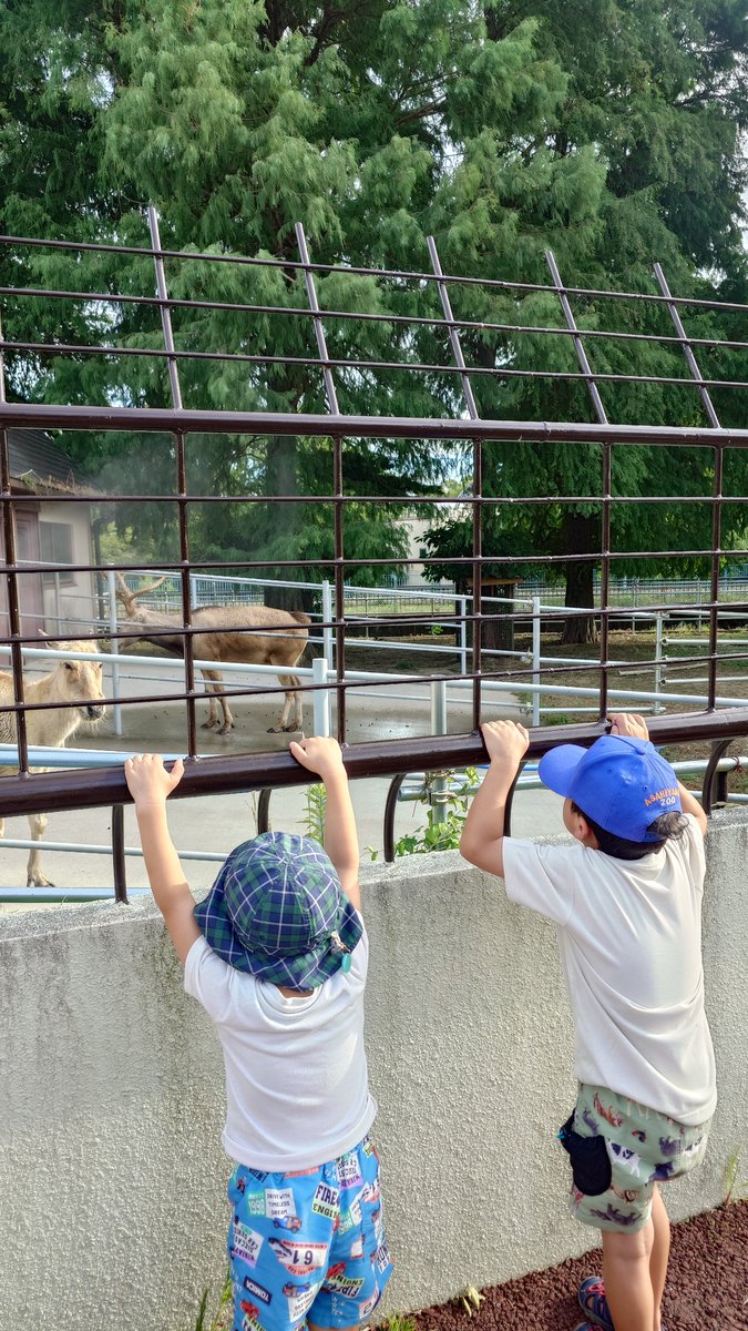 zoojo_team's tweet photo. 比較的涼しい&amp;夜間開園してるので、熊本市動植物園へ！シフゾウが近くで見れるー！と大興奮の次男でした✨ https://t.co/1u9Ck6HHSL