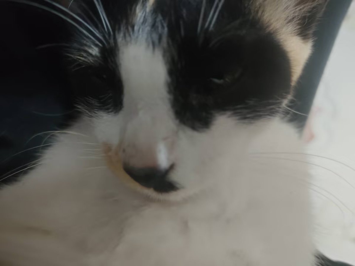_XN13_'s tweet photo. 今日は国際猫の日らしいので、猫を置いておきます。 https://t.co/4OUdB49qWU