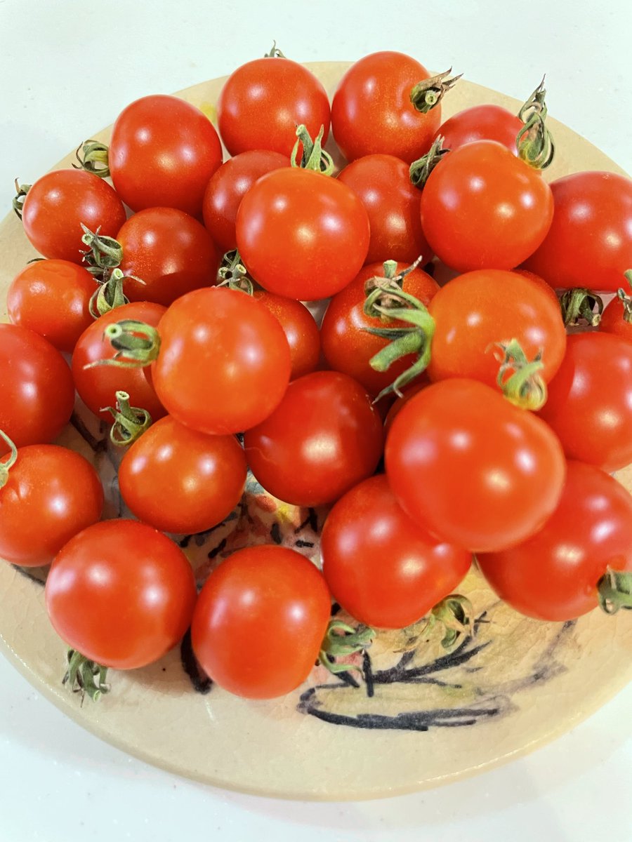 fukumei333's tweet photo. 家で育ててるトマトがいい感じ🍅
息子が持って帰ってきたやつはあまり元気ないからまだ3個くらいしか取れてない😂 https://t.co/NK9zGepl1J