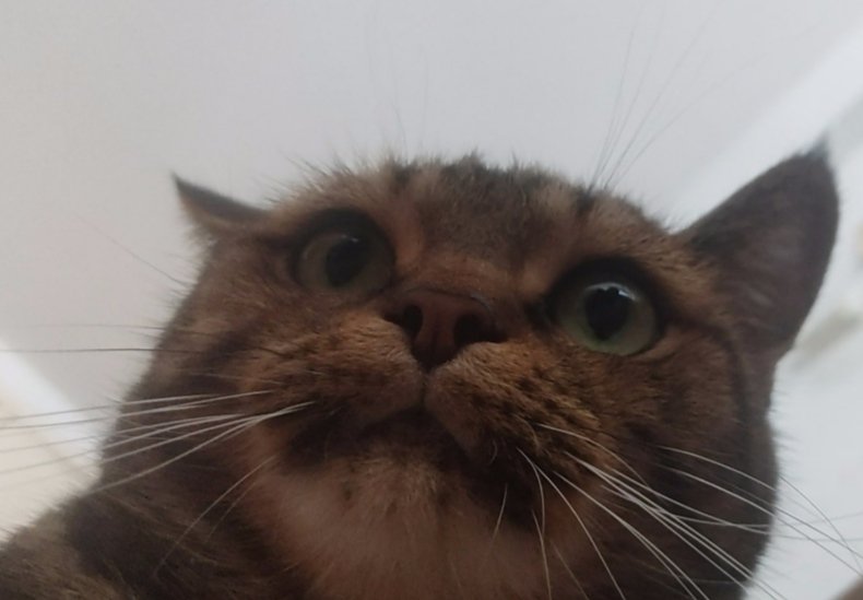 astrochkacat's tweet photo. Сегодня Всемирный день кошек🐈

Не забудьте поздравить своего любимца!❤️ https://t.co/tAgMqgQKyR