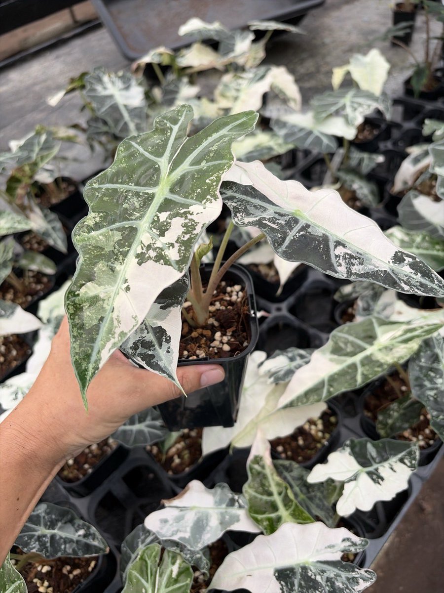 urbanjungle1985's tweet photo. 東京のFAJ市場出荷できるようになったので関東の園芸店でもウチの商品が並べて貰えると思います(多分😅)
園芸店の人にウチの商品入れてねって言っていただけると嬉しいです🙇 https://t.co/WmeZgm9H5U