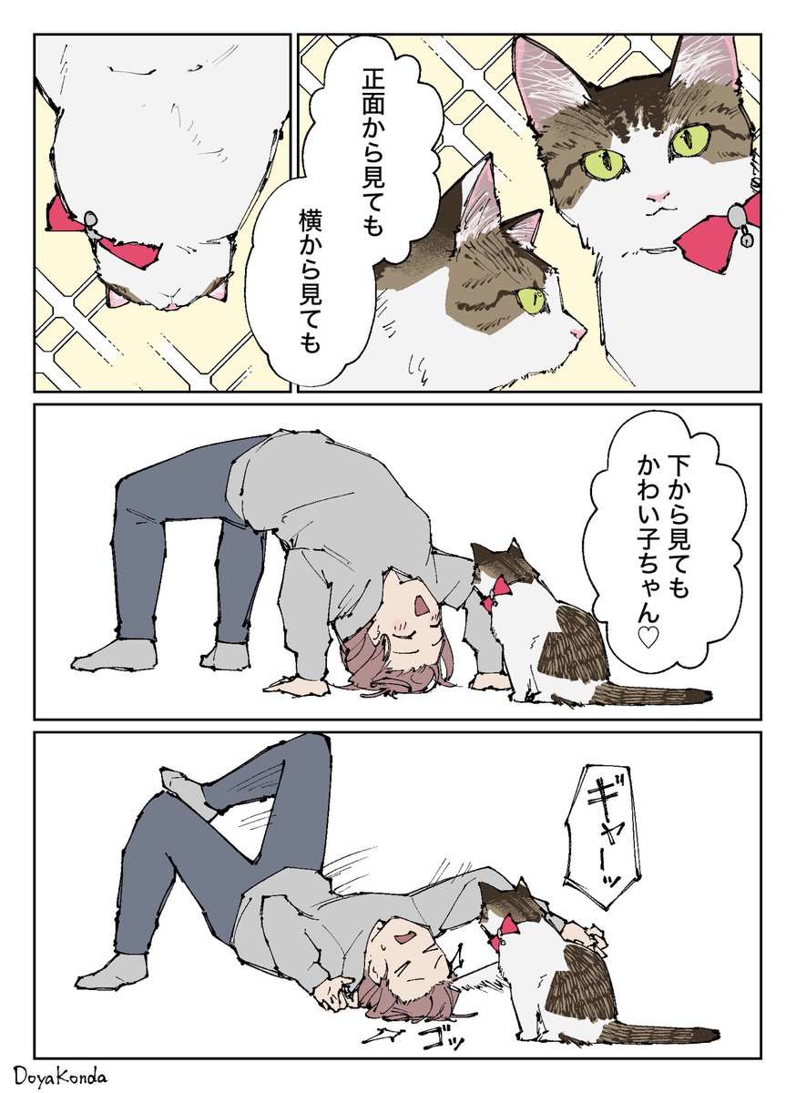 DoyaKonda's tweet photo. 全方向美猫なぴの女王 https://t.co/FgU6WXZynH