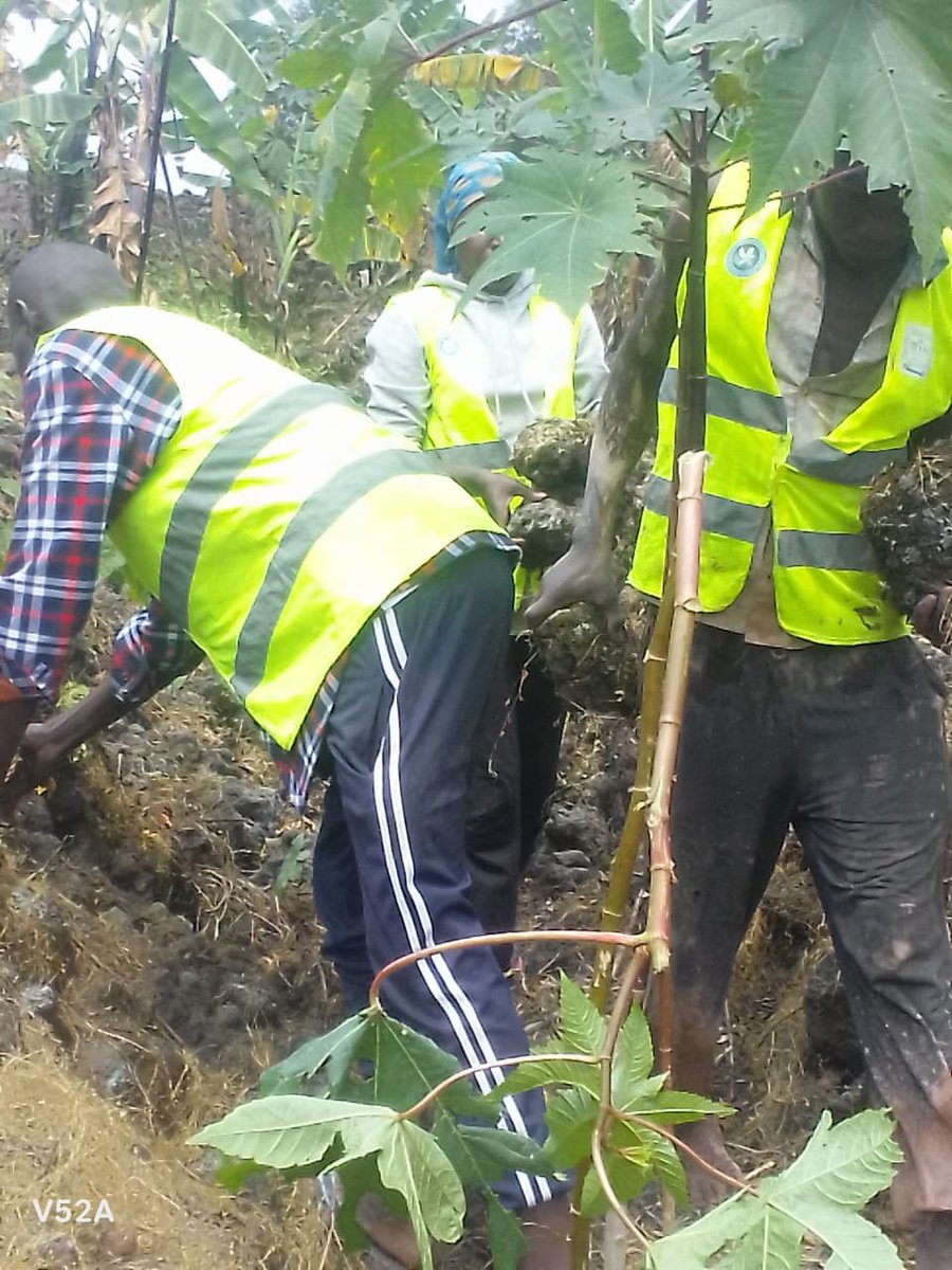 cyuveyouth's tweet photo. Kuwa 08/08/2026 youths volunteers b’umurenge wa #cyuve twabyukiye mukagari ka #cyanya umudugudu wa #Rebero aho twakomeje igikorwa cyo kubumba amatafari abandi basasa amabuye munzu turikubakira umuturage witwa #NYIRABATURANYI Odette. @gahundemaurice @YouthMusanze @MusanzeDistrict https://t.co/TbfD9siUGy