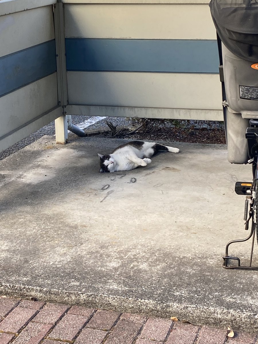 like_a_ham3tr's tweet photo. 警戒された https://t.co/HVODcHinjX