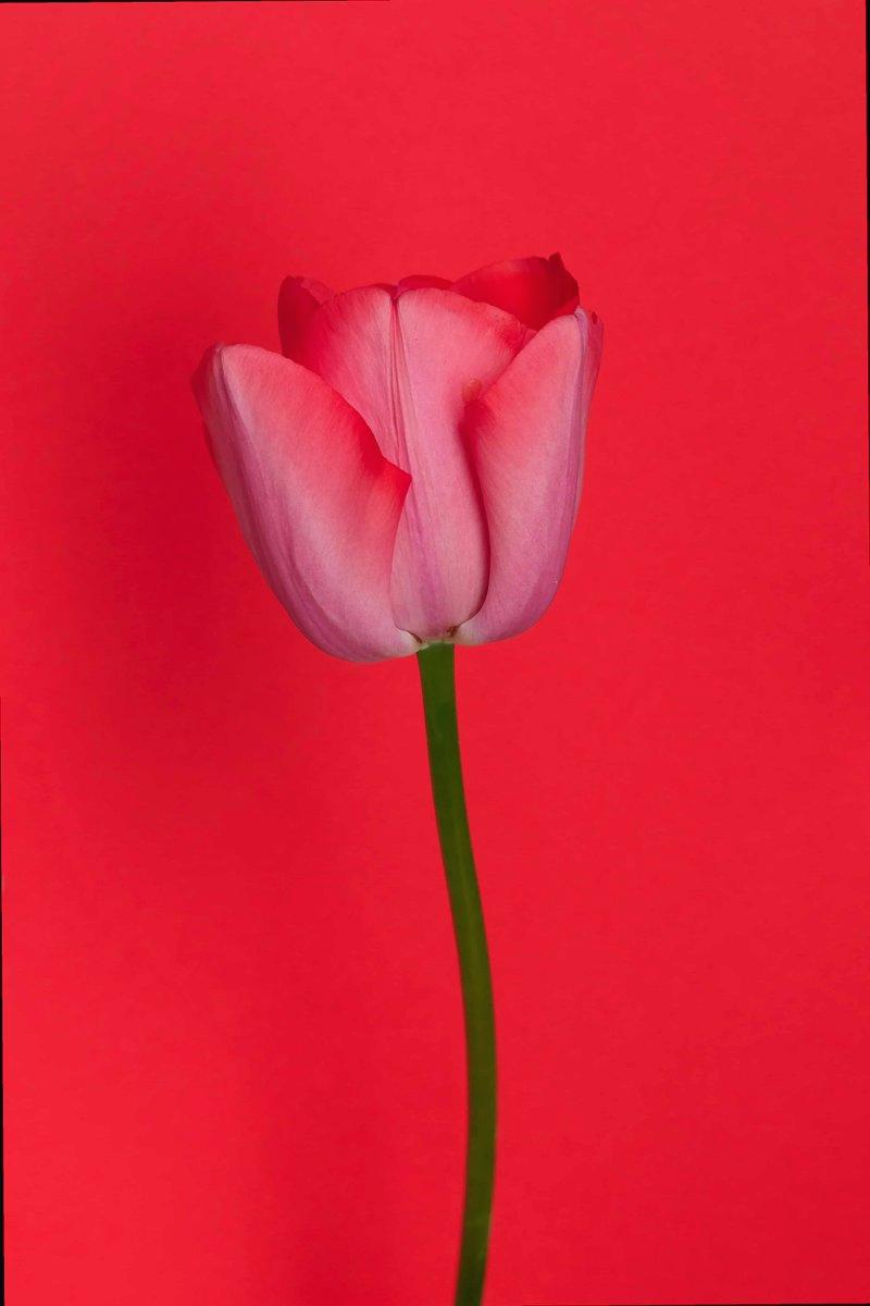 XavieraCocmnjo's tweet photo. Every expert was once a beginner who refused to quit .bbnbskkk 🌸 🌞 🧢 https://t.co/dlil5M1riy
