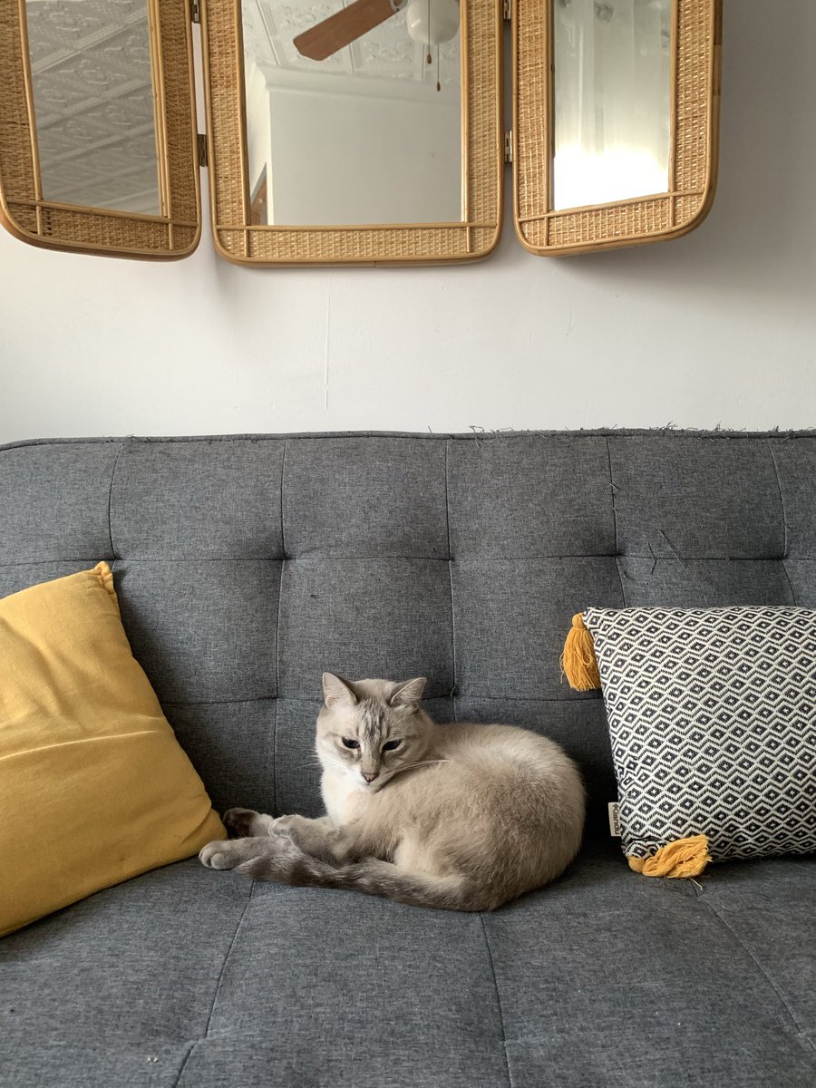 MrsLalupa's tweet photo. No hay mejor inversión en decoración de interiores, que tener gato/s. https://t.co/OMPEYIQnIp