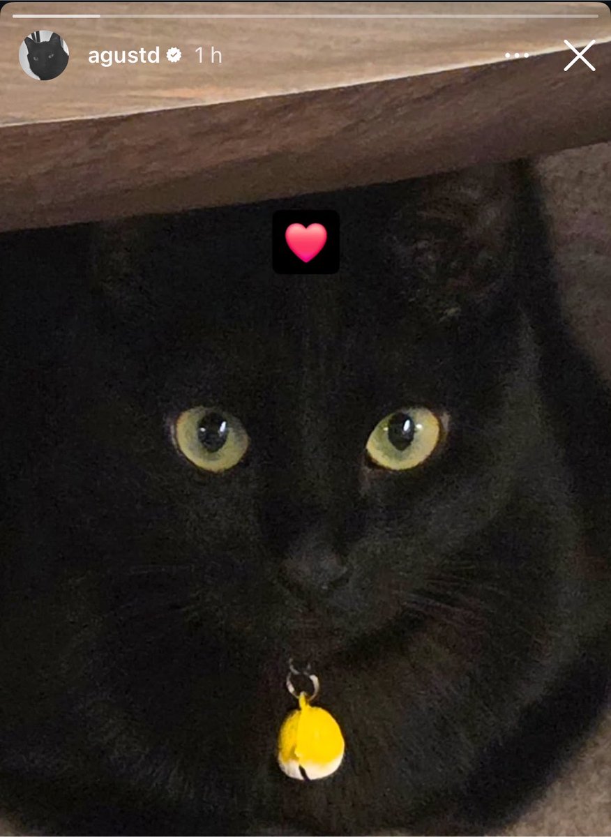 jm_dogs's tweet photo. yoongi postou uma foto de seu gato Tang, em comemoração ao Dia Internacional do Gato 🐈‍⬛💗

o 8 de agosto é um dia onde amantes de gatos de todo o mundo se dedicam a apreciar nossos companheiros felinos e a conscientizar sobre o bem-estar, a adoção e os cuidados responsáveis com eles.