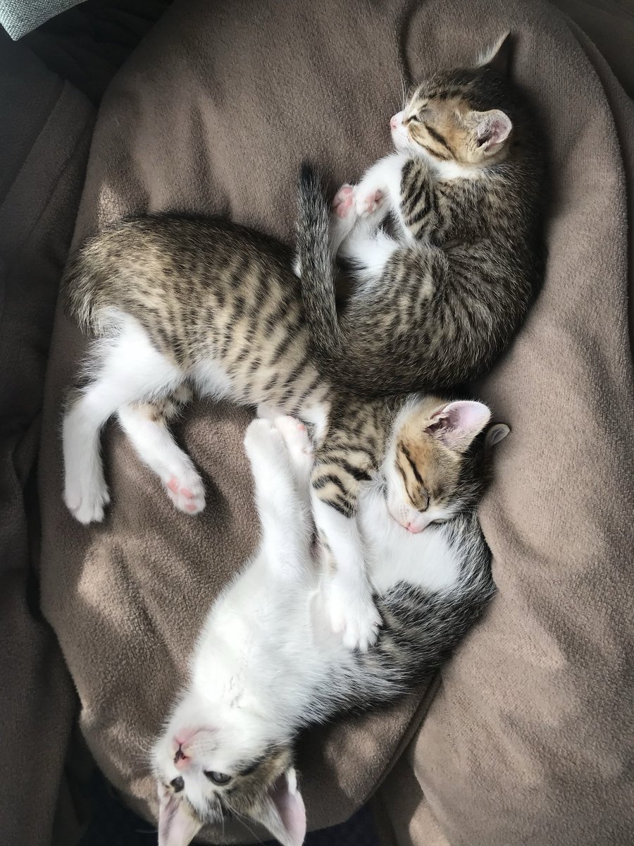 milli___meter__'s tweet photo. #世界猫の日 https://t.co/2l2No6cCHr