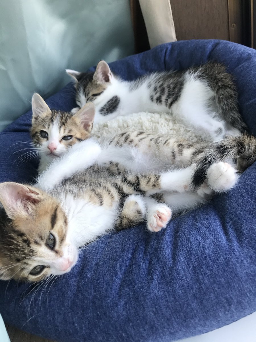 milli___meter__'s tweet photo. #世界猫の日 https://t.co/2l2No6cCHr