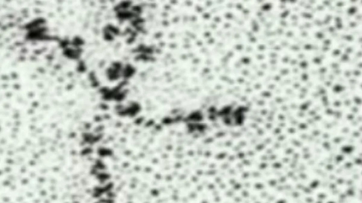 trad_west_'s tweet photo. This is what holds us together. It's called a Laminin.

The molecule that keeps your body from falling apart.
Its structure? A cross.

Even at the molecular level, the Cross is present.
"In Him all things hold together." https://t.co/NDbG9gtuFF