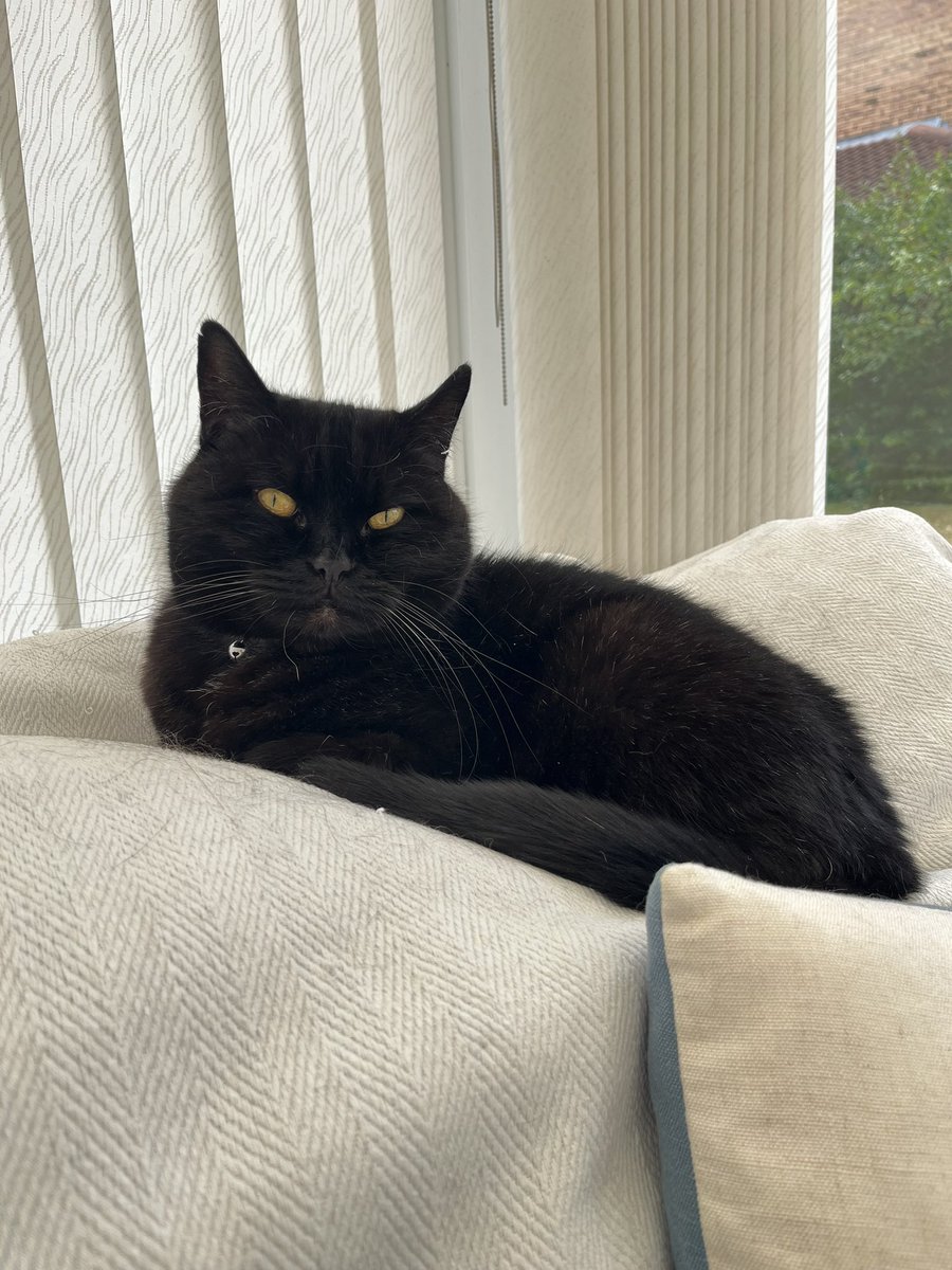 Allie_lufc's tweet photo. @mistertee1970 Greetings from Oliver #internationalcatday https://t.co/y6gCc0z5EW