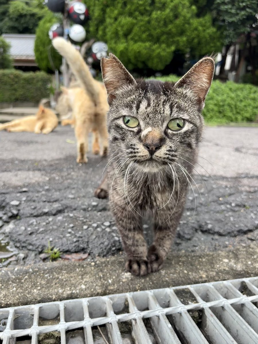 syumatsusyusyu's tweet photo. かわいいシャシネコ https://t.co/jaLT0gZRkR
