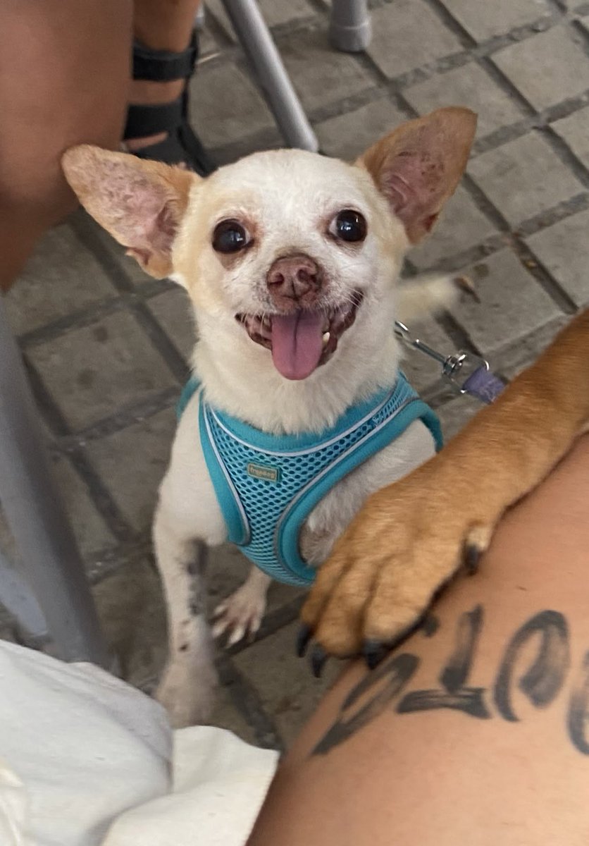 SosAbuelos1's tweet photo. #ALICANTE
#PEPE tiene 9 años. Vivió siendo un perro desatendido

Es muy sociable; le gusta la gente. Con otros perretes se lleva bien (a los grandotes les ladra de lejos 🙂)

En casa aún puede marcar algún sitio

Contacto: 652 67 68 25 

📋 https://t.co/Xis3CBSzQc https://t.co/qklT0IWcxo