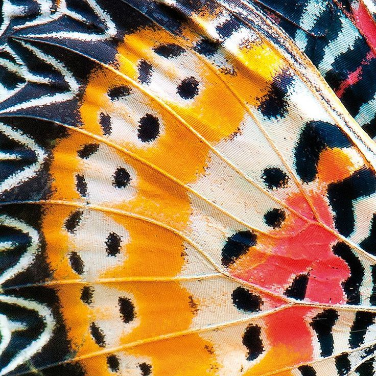 reminiscinbby's tweet photo. patterns of nature https://t.co/Vsdh7kWo5T