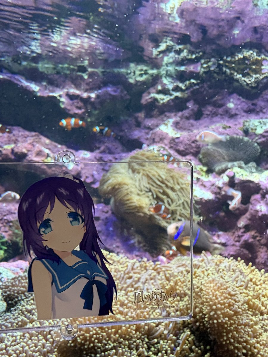 shima7_c's tweet photo. 🐠🪼 https://t.co/A96OkH53SY