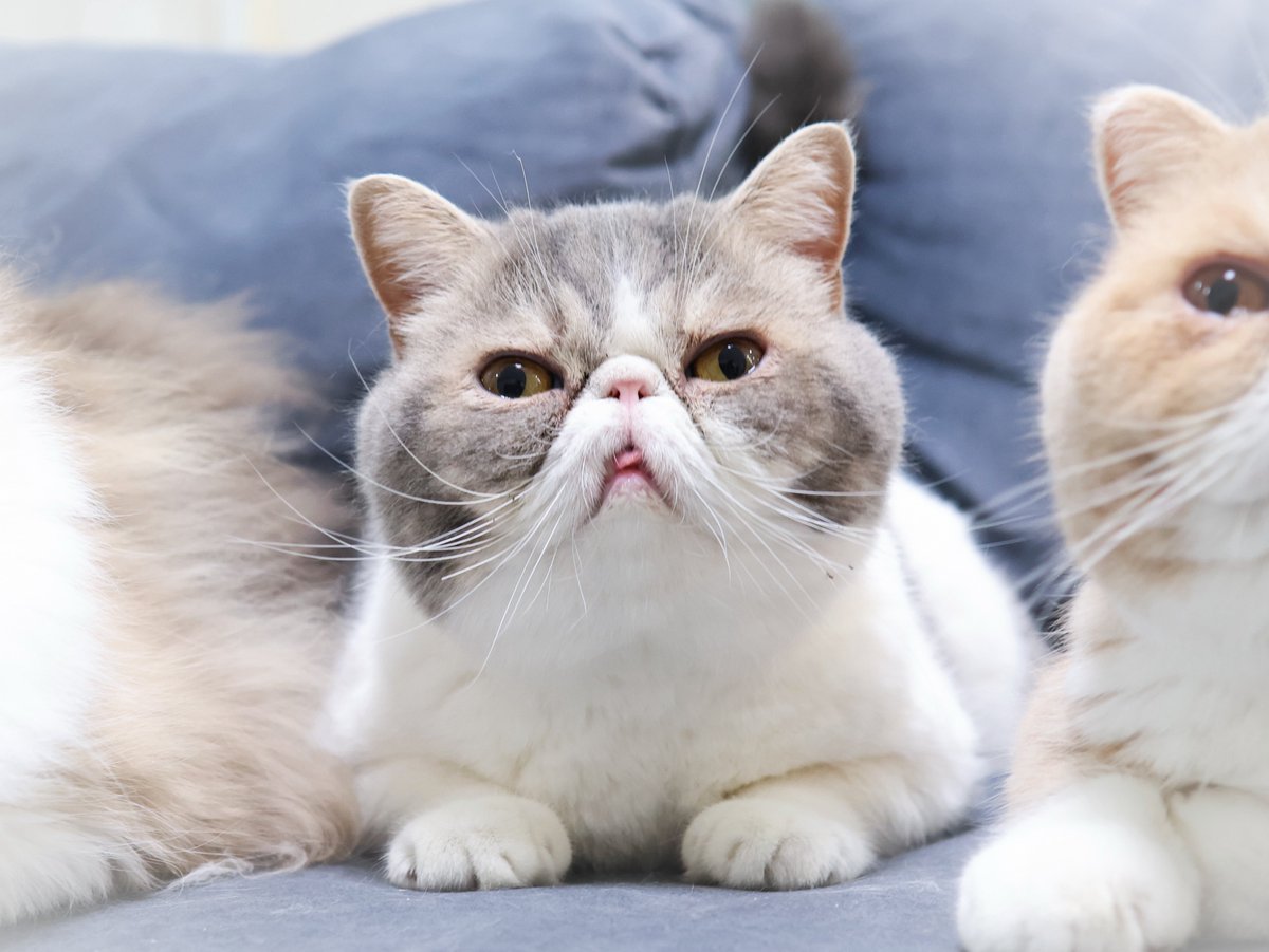 Poseidon_exotic's tweet photo. 今日8月8日は世界猫の日✨️

相変わらずしまい忘れのポセイドンと
やたら近いプロメテウス😂

 #エキゾチックショートヘア  #猫の日 https://t.co/ej5gr79MeU