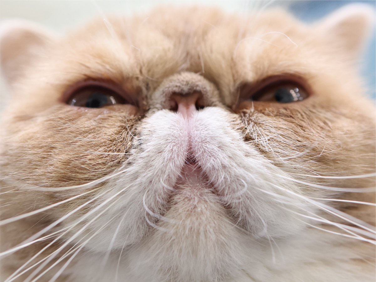 Poseidon_exotic's tweet photo. 今日8月8日は世界猫の日✨️

相変わらずしまい忘れのポセイドンと
やたら近いプロメテウス😂

 #エキゾチックショートヘア  #猫の日 https://t.co/ej5gr79MeU