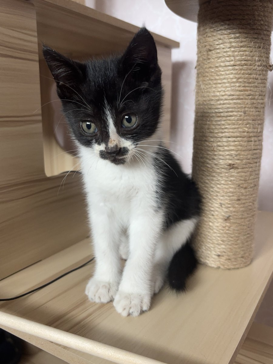 nuyG0D's tweet photo. 세계 고양이의 날 🐱🖤🤍 https://t.co/Tqu94ppPdv