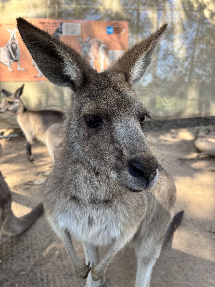 rantis_dai's tweet photo. 夏休み9日目🐨
この旅の本当の目的！！恋焦がれたらダメだ。俺には家族が、、でもどうしても欲望が抑えきれなくてあいつに会いに行ってきました😍

触れた時、身体からめっちゃいい匂いしてた。抱きたい気持ちが溢れんばかり出て人前やったけど、、俺、、声が、、 https://t.co/9ugo04Ynhv