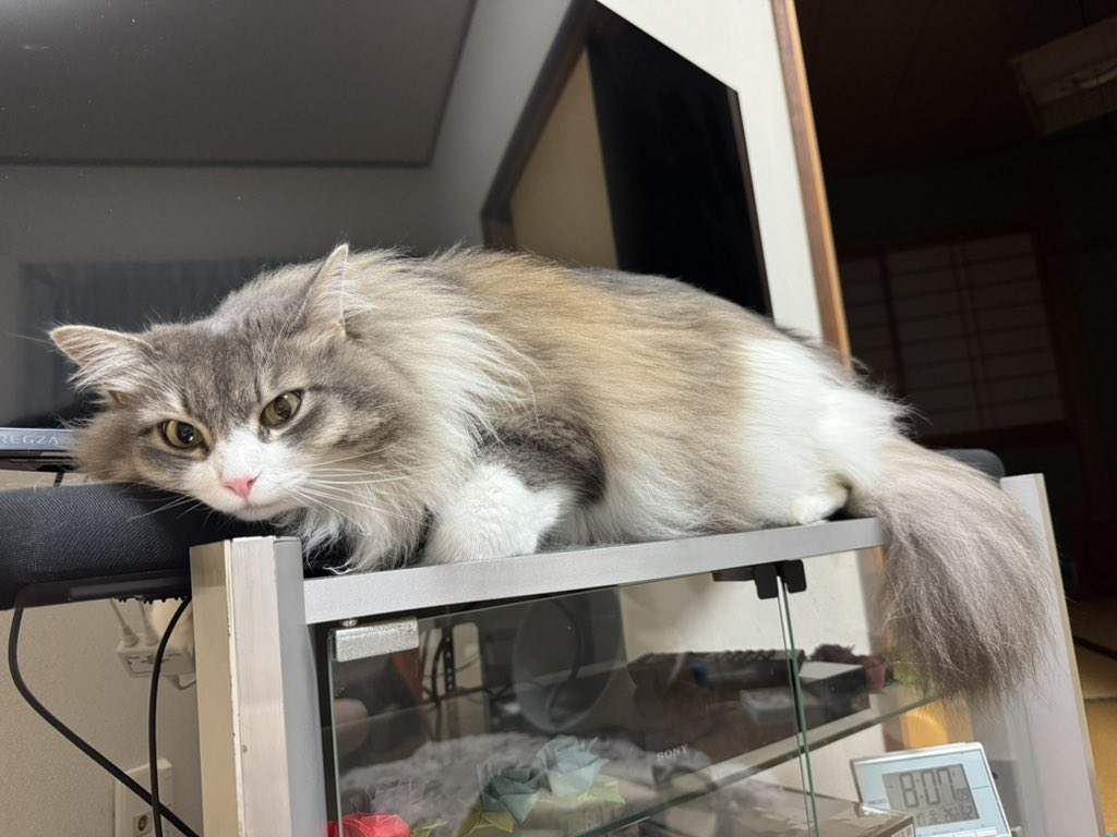 canoneve's tweet photo. ねこの日なので https://t.co/1a3mo9Qek0