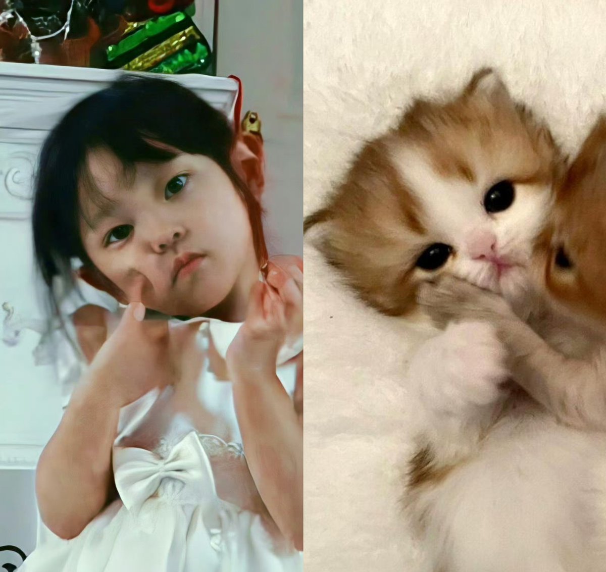 kang20220722's tweet photo. Today is National Cat Day! https://t.co/5HPZwuvIeG