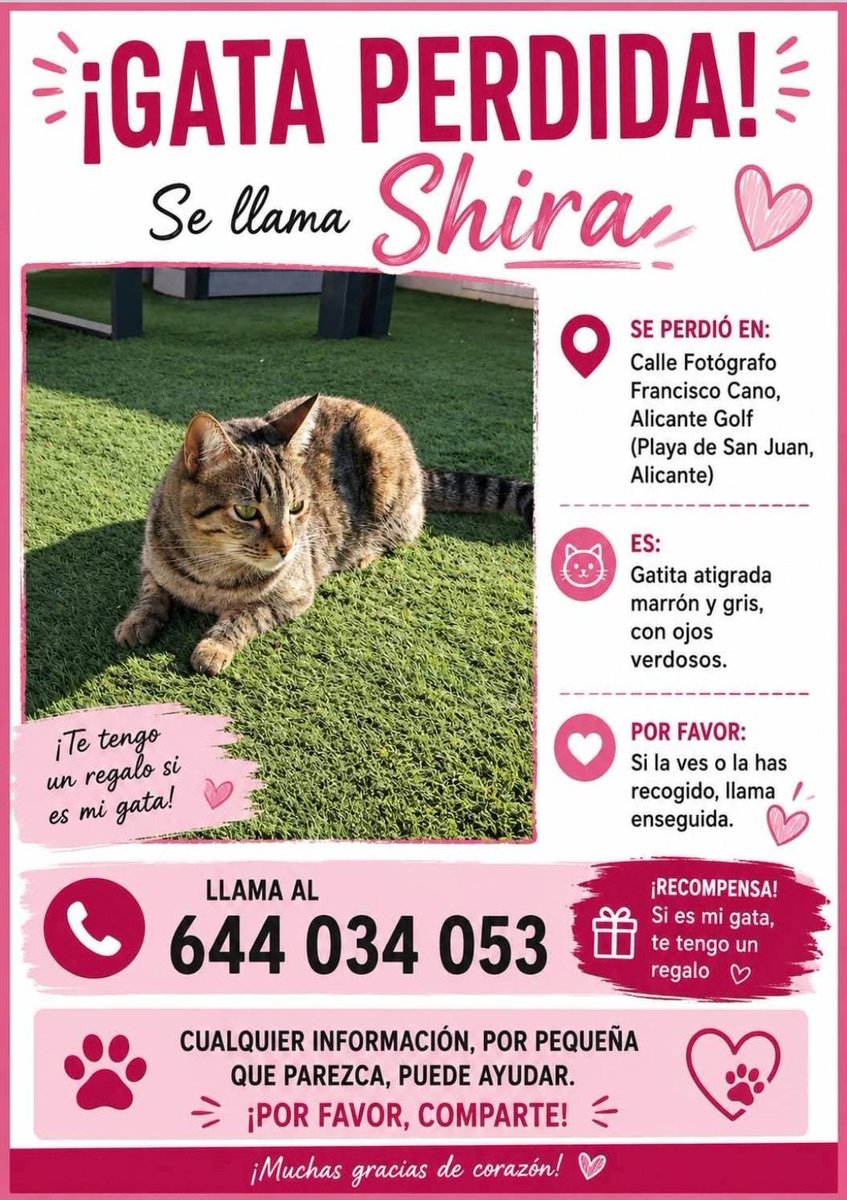 AcofalX's tweet photo. URGENTE GATA PERDIDA EN PLAYA SAN JUAN   ( ALICANTE) https://t.co/dTPrUBd2nK