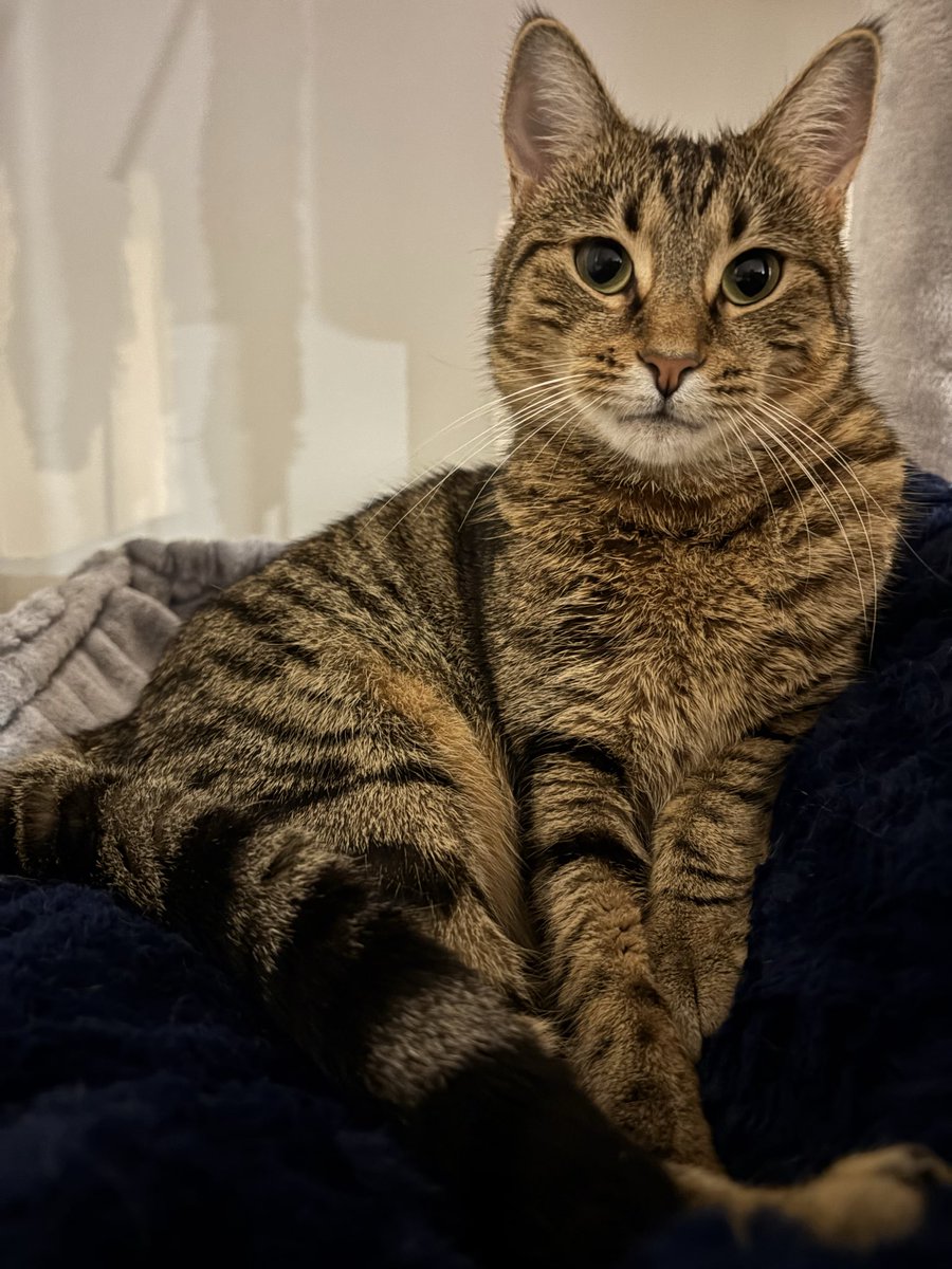 katcorn29's tweet photo. @rickygervais We adopted Trish 8 months ago 😍 Love her so much 🥰 https://t.co/296e7pRuxF