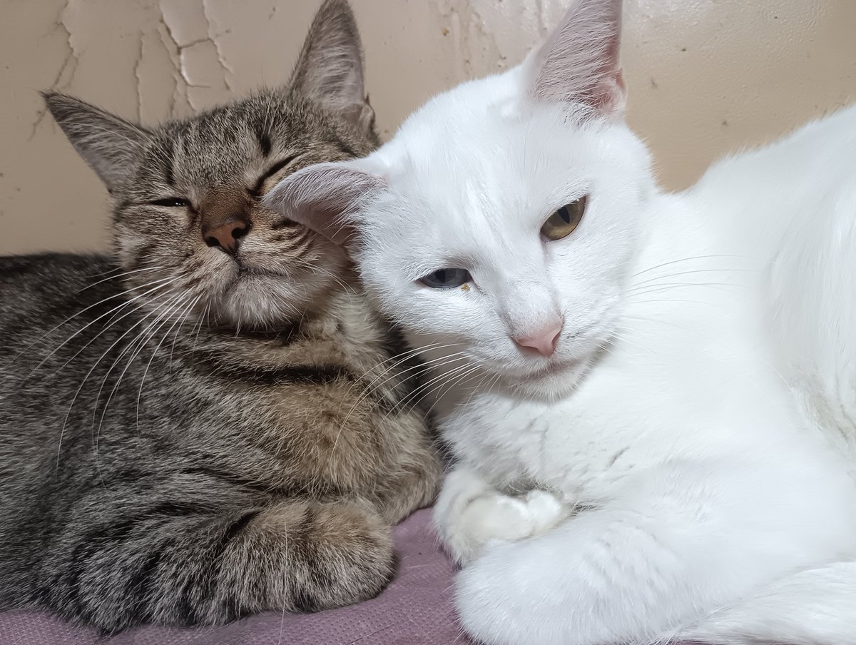 sakyodeath's tweet photo. 今日は我が家のにゃんこの自慢していい日だよね
＃世界猫の日 https://t.co/MLRbkpTO8j