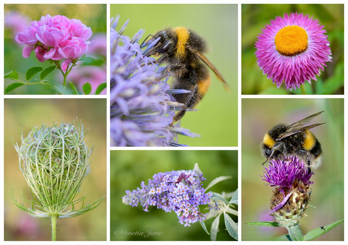 VenetiaJane's tweet photo. Rosa ‘The Fairy’, globe thistle, everlasting flower, wild carrot seedhead, Buddleja and knapweed, with the bumblebees making the most of everything still in bloom. Even in the August heat, there is still so much life to be found amongst the flowers. #SixOnSaturday https://t.co/kWyxBpoWuT