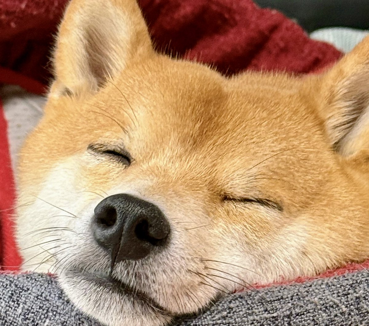 mamegong's tweet photo. 犬を飼って良かったと思う瞬間🥰 https://t.co/XyZ45sDuvr
