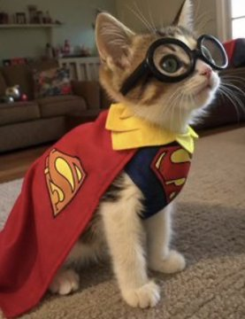 MoEthWhale's tweet photo. @elonmusk Elon can you post cate? 🐈👀 https://t.co/l9ov8qxZZi