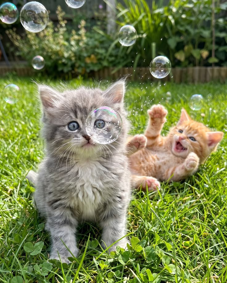 nekocatts's tweet photo. We love bubbles https://t.co/kJi1uTvYJG