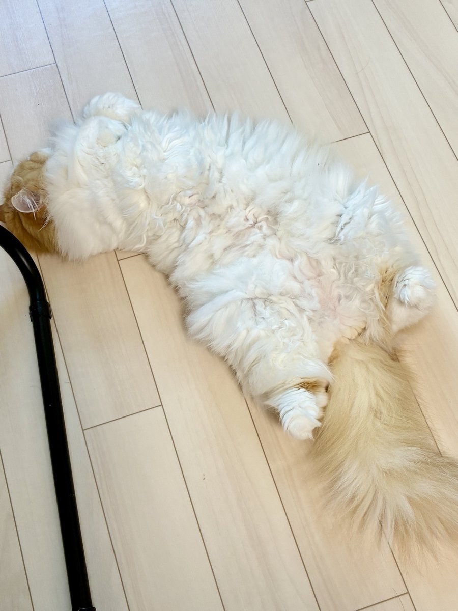 UiCh0827's tweet photo. 猫も落ちる季節 https://t.co/n3010pcQ5Q