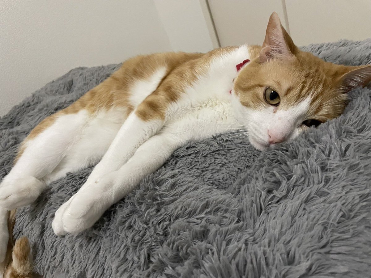 ssl_m12's tweet photo. 懐かしの猫さまで🐈♡

#SiMねこ盤 https://t.co/inj70WoHUC
