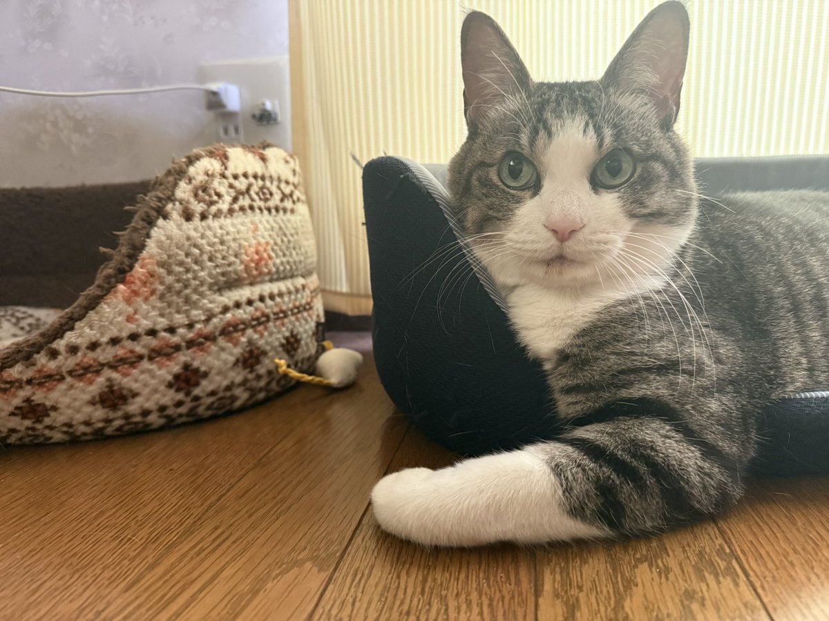 koutarou_009's tweet photo. 上腕アピール猫 https://t.co/5QeM1FEry5