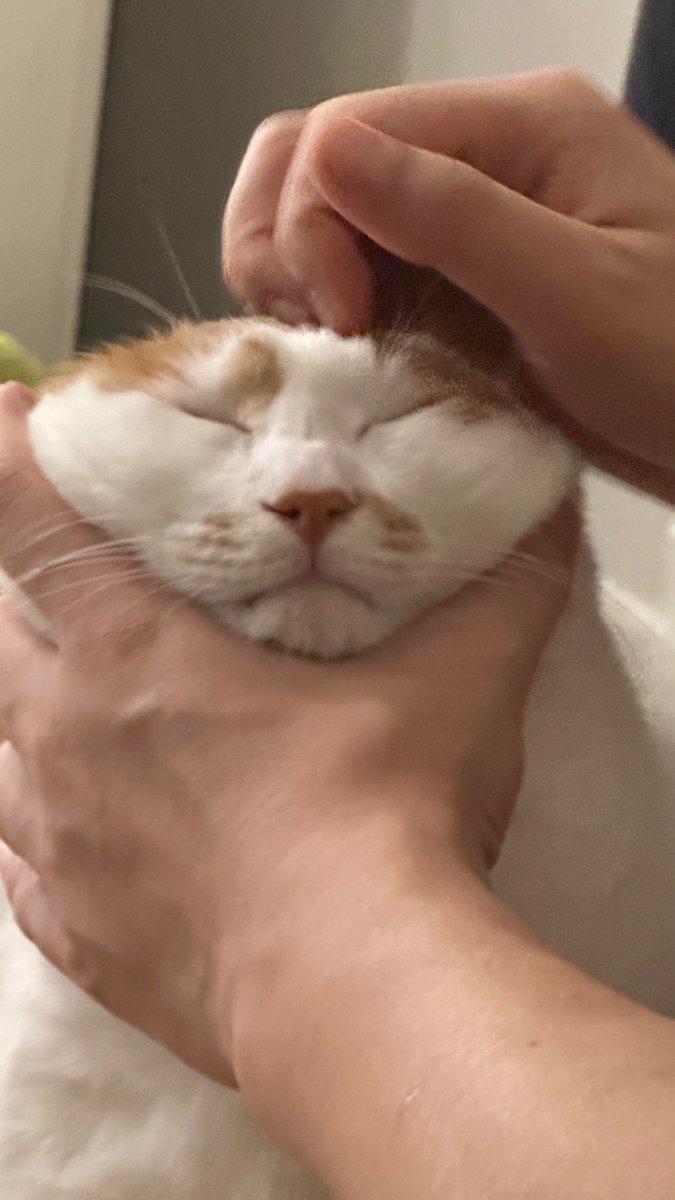 nocontextscats's tweet photo. https://t.co/HCNTLeno6V