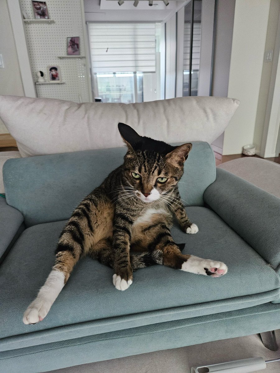 spearhyunnie's tweet photo. SOONIE DOONGIE DORI 🐈🐈🐈‍⬛ https://t.co/QsRxk9Sh95