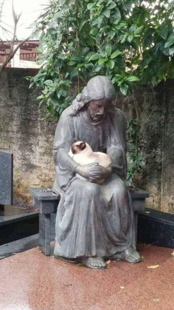 trad_west_'s tweet photo. You might not know this but dogs and cats love Jesus Christ more than we realize. https://t.co/Xbv6OJR6Wy