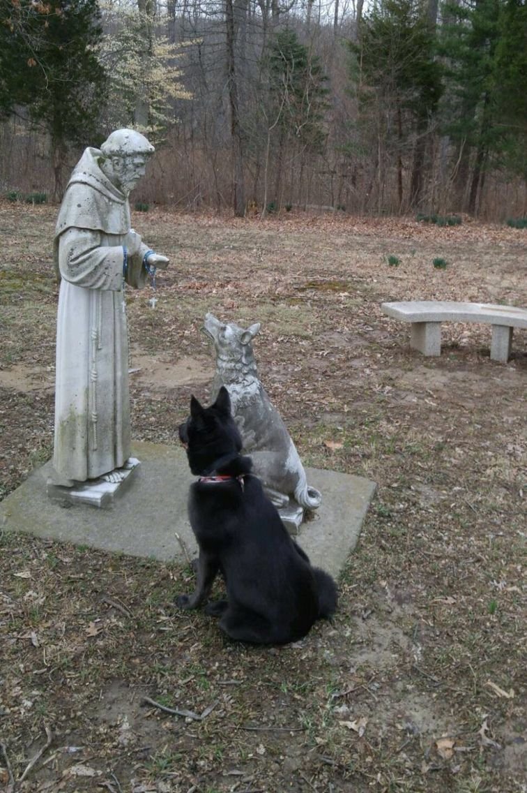 trad_west_'s tweet photo. You might not know this but dogs and cats love Jesus Christ more than we realize. https://t.co/Xbv6OJR6Wy