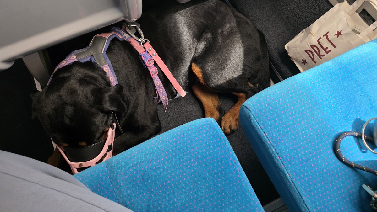 Ruby_kon_'s tweet photo. SNCF je craque, j'en peux vraiment plus de vous et de votre politique à chier !!!

J'achète un billet Paris - Montpellier, j'ai ma chienne avec moi donc je prends son billet en plus.
Comme il est interdit que le chien soit dans le passage (normal), mais qu'elle ne passe pas vraiment sous le siège (rottweiler de 38kg, donc gros poitrail), j'achète un billet en plus pour le siège d'à côté pour qu'elle ait plus de place.

Le contrôleur a vu la place "libre" à côté  et y a placé une personne, alors plus vraiment de place pour elle, en plus la dame qui squatte littéralement MA PLACE est "pas fan des grands chiens".

Rendez vous compte : je paye un siège en plus pour le confort de ma chienne et respecter les consignes, on me prend ce siège pour le refiler à une personne, et en plus je peux possiblement me faire dégager du wagon si cette personne le demande (les petites lignes quand on prend un billet pour chien)

Comme je prends toujours un siège en fond de wagon au cas où, je l'installe donc en dessous d'un emplacement pour bagage (que vraiment personne n'utilisait, vraiment il est resté vide tout le long).
Votre contrôleur est venu m'engueuler à propos du fait que cet endroit est réservé aux bagages et certainement pas à "cet usage".

Du coup : JE FAIS QUOI ??
Je la mets où ma chienne ?
Vous avez des places pour les bagages et les vélos, mais il est où l'emplacement chien ?

Ça vous dirait pas une place avec un emplacement pour les chien par wagon ?
Si cet emplacement n'est pas réservé alors vous pouvez l'utiliser à votre guise.

Des solutions y en a pleins mais vous préférez casser la tête des gens.
(Sans parler de l'argent perdu)