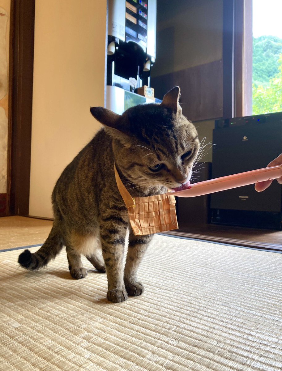 hidehiro12345's tweet photo. @PiaOswOhnOrt 調べたら、世界では8/8なんですね。日本は2/22ですね😸
私の写真フォルダーにも猫ちゃんいました。
私が餌をあげているところ。
猫ちゃんを大事にしないとですね😌

無事に帰省されたのですね🏠🚃
お疲れ様です♪
私は仕事、終わりました✌️ https://t.co/sixIWXPTtC