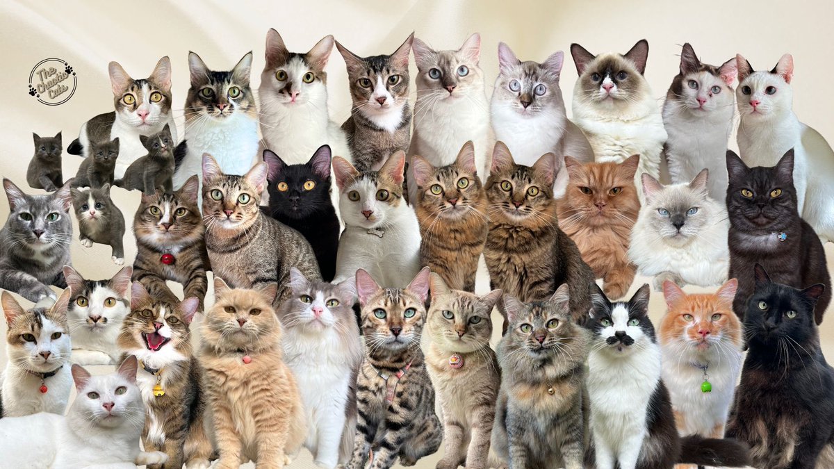 yemmeow's tweet photo. Happy International Cat Day!!! 🐈

Adopt dont shop, guys. Start rescuing cats, start helping strays. Be kind. Be good. Do something.

Tak yah tunggu kaya or tunggu bila ada banyak masa. Kita tolong ikut kemampuan masing-masing. Feed, rescue, neuter, adopt, foster, donate, share.

Whatever you can do, just do something.
