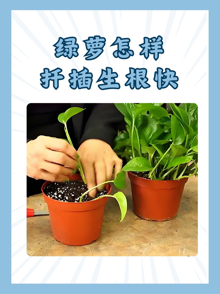 jojo5160's tweet photo. [Thirsty houseplant Stick your finger 1 inch into soil—if it’s dry, it’s watering time. No guesswork, no overwatering! #PlantCare #HomeGreen]， https://t.co/xL4wF59Qep