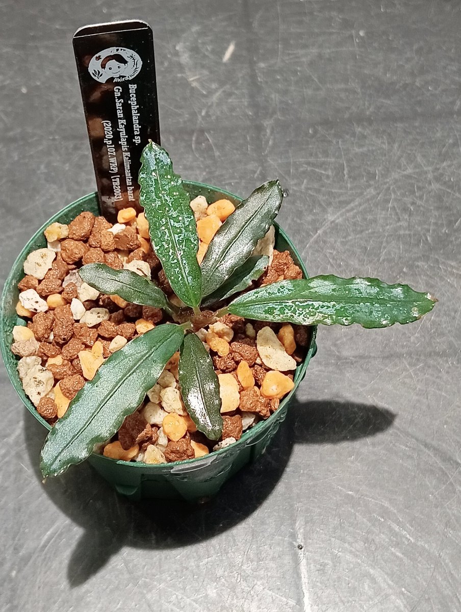 Bucephalandra sp. “Gn.Saran” Kayulapis Kalimantan barat(2020,p107