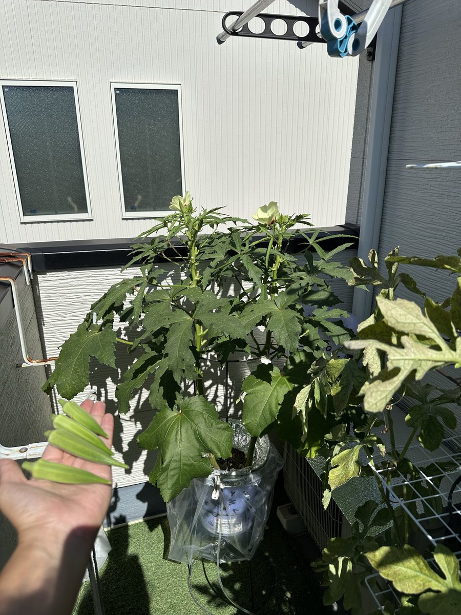 mikanbo_ya1987's tweet photo. 猛暑でオクラが止まらない！
砂利オクラも水耕バケツも
トータル40本を超えました！
#家庭菜園 #水耕栽培 #砂利栽培 #オクラ https://t.co/xekYUftjG8