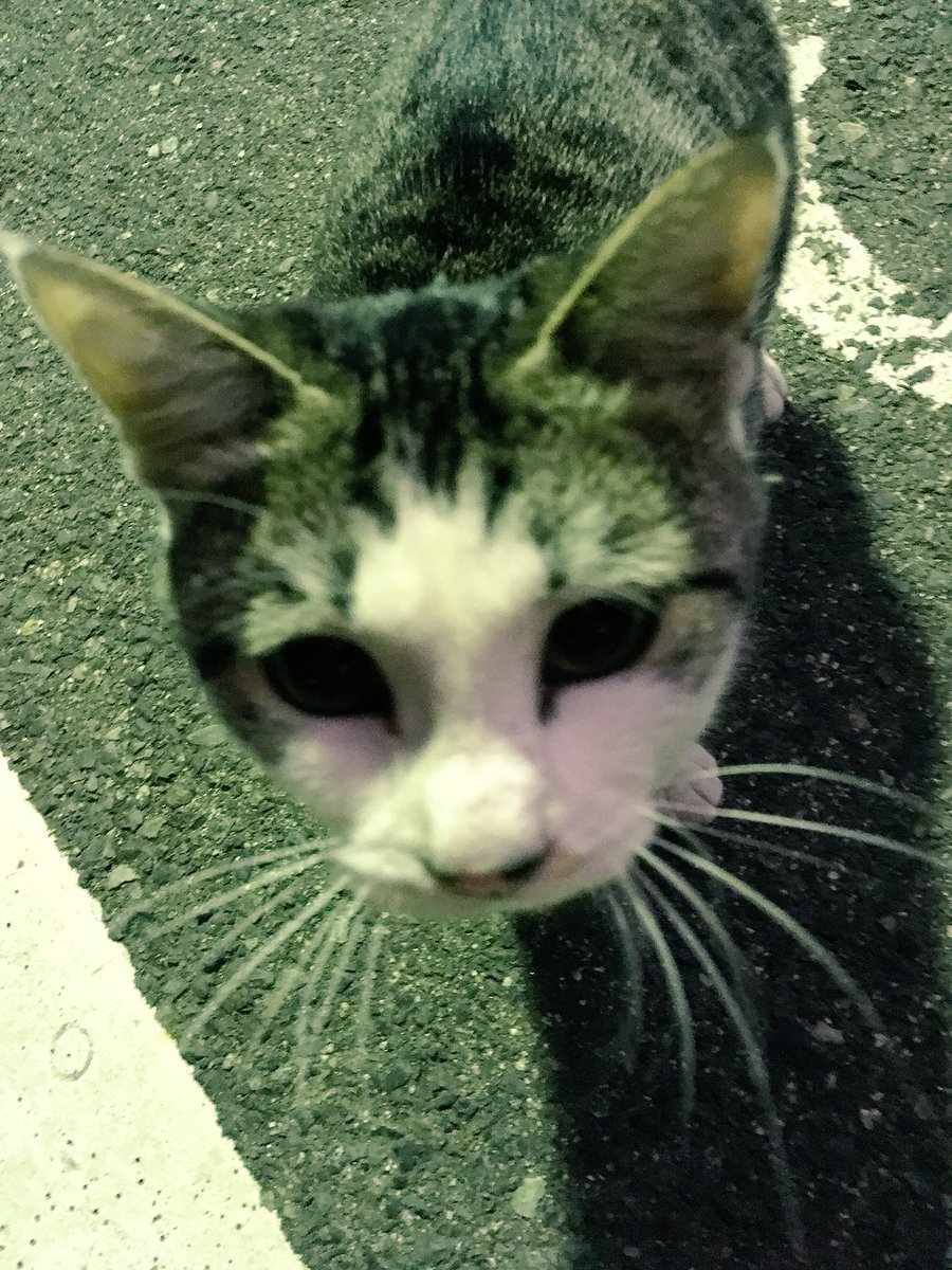 zuunozoono's tweet photo. #世界猫の日 https://t.co/hFsDEstwgS