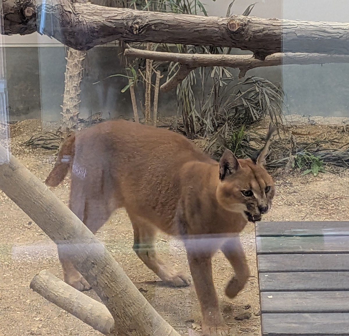 K146uto's tweet photo. ごかつら池どうぶつパーク
これで全国の #マヌルネコ のいる動物園は全制覇！🐈️
神戸どうぶつ王国生まれのメイ
#カラカル もここと姫路だけなのでレアネコ✨房毛おしゃれ
#スナネコ も！
#世界猫の日 https://t.co/OBiAAFdXpi