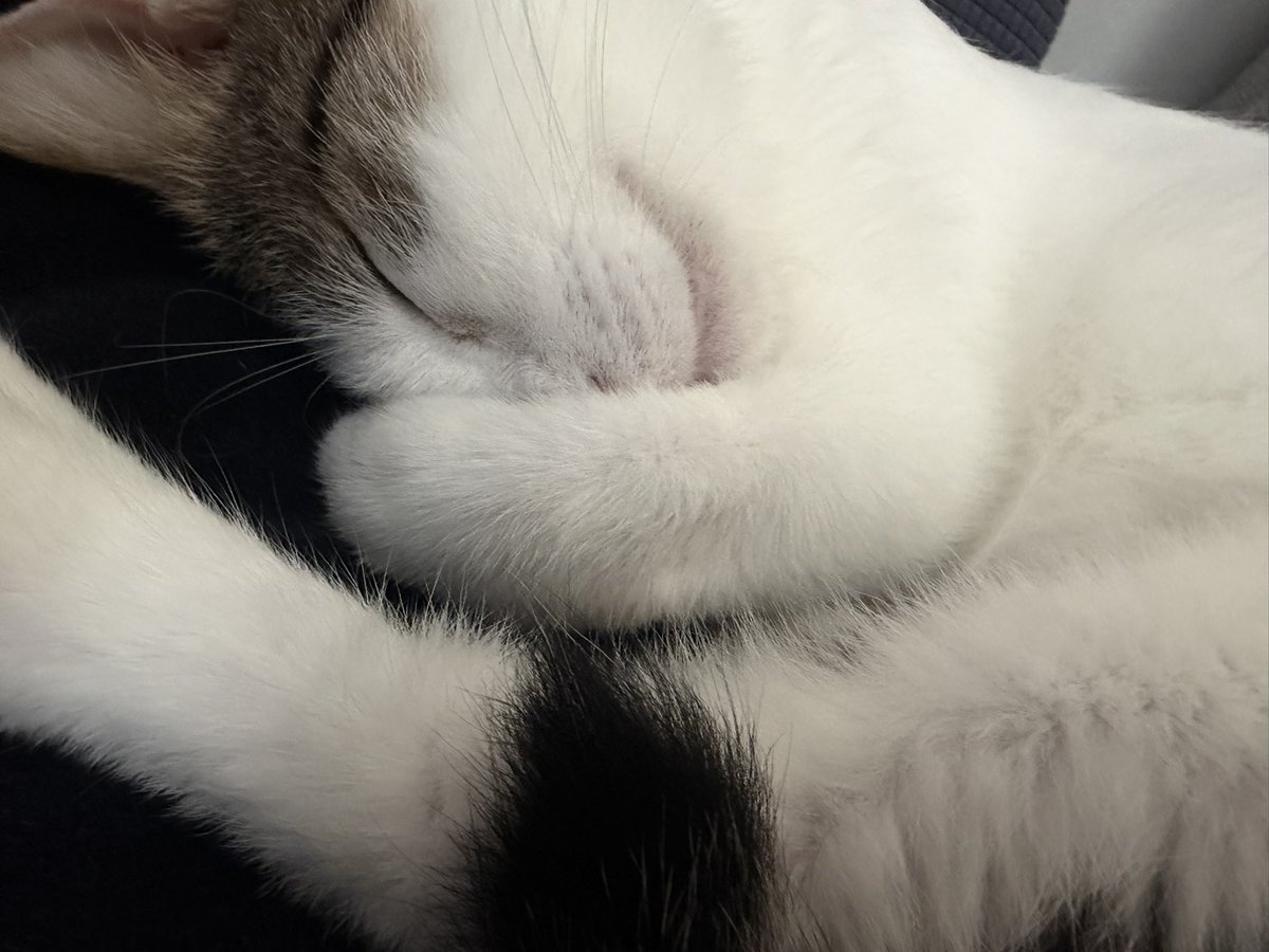 x10rinrin16x's tweet photo. 今日も平和でかわいい♡

#世界猫の日 https://t.co/sIrdtmyZMP